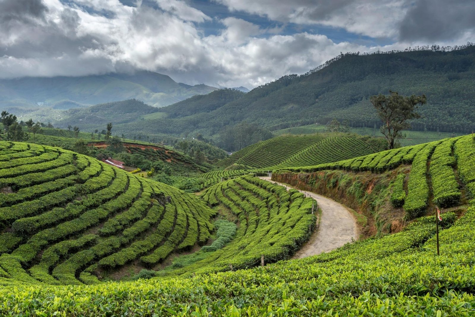 munnar_hills